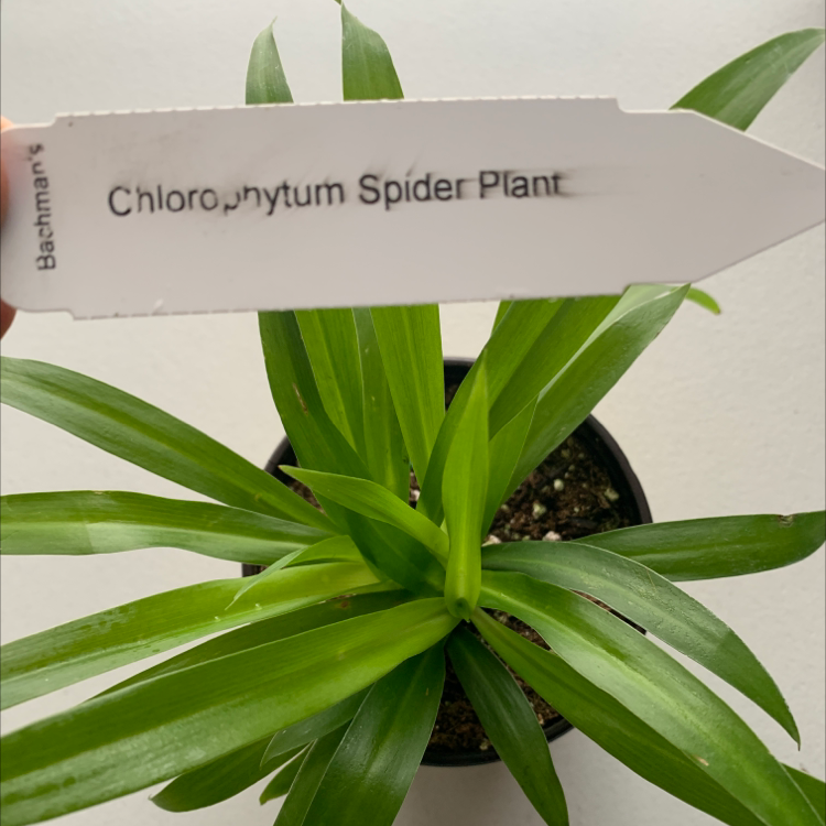 Spider Plant plant photo by @twistyourstitch named Spidey Plant on Greg, the plant care app.