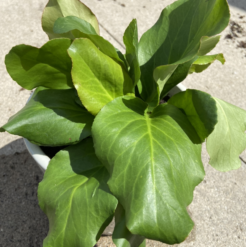 Photo of the plant species Pigsqueak by @kenziefick named Benson on Greg, the plant care app