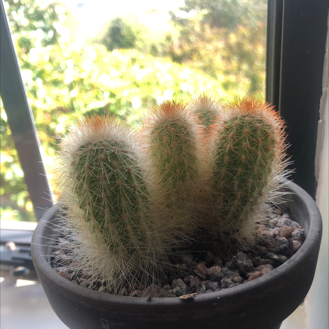 Correll's Hedgehog Cactus in a pot near a window, appearing healthy with prominent spines.