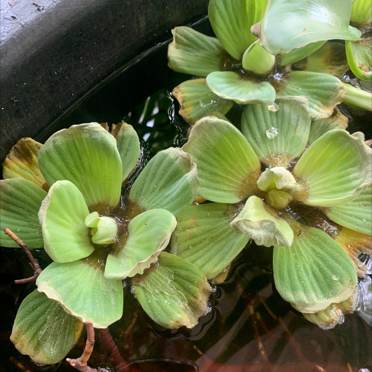 Water Lettuce plant with some browning and yellowing leaves floating in water.