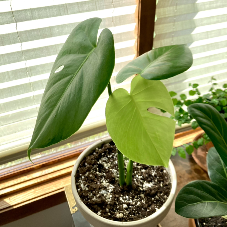 Monstera plant photo by @mollylphillips named pablo on Greg, the plant care app.
