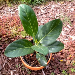 Audrey Ficus plant photo by @mollylphillips named Audrey on Greg, the plant care app.