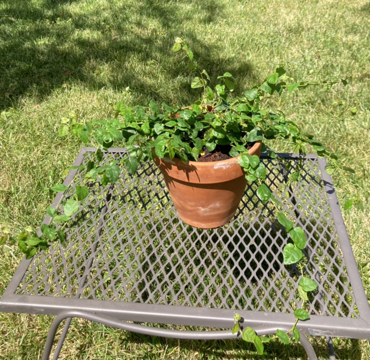 Bellus plant photo by @mollylphillips named Paula on Greg, the plant care app.