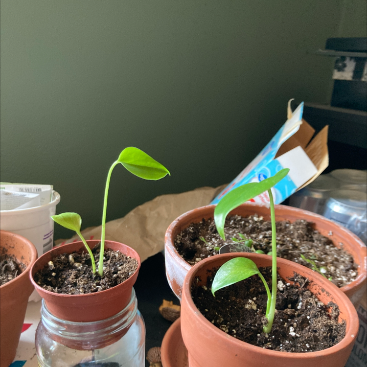 Monstera plant photo by @mollylphillips named thing 1 and 2 on Greg, the plant care app.