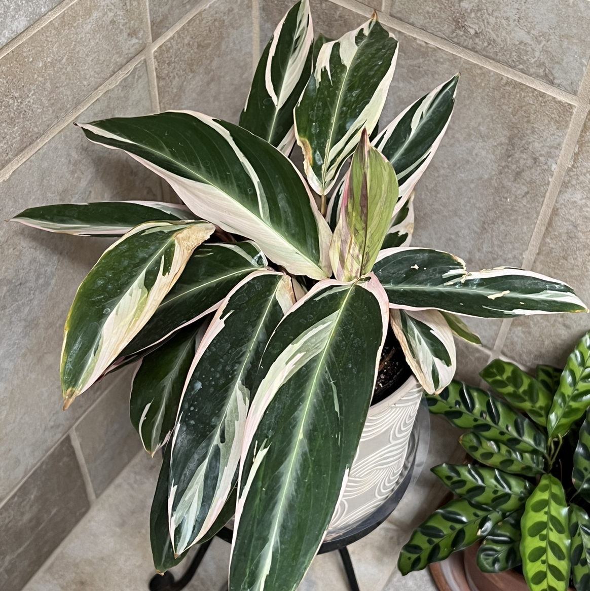 Triostar Stromanthe plant with variegated leaves in a pot, another plant visible nearby.