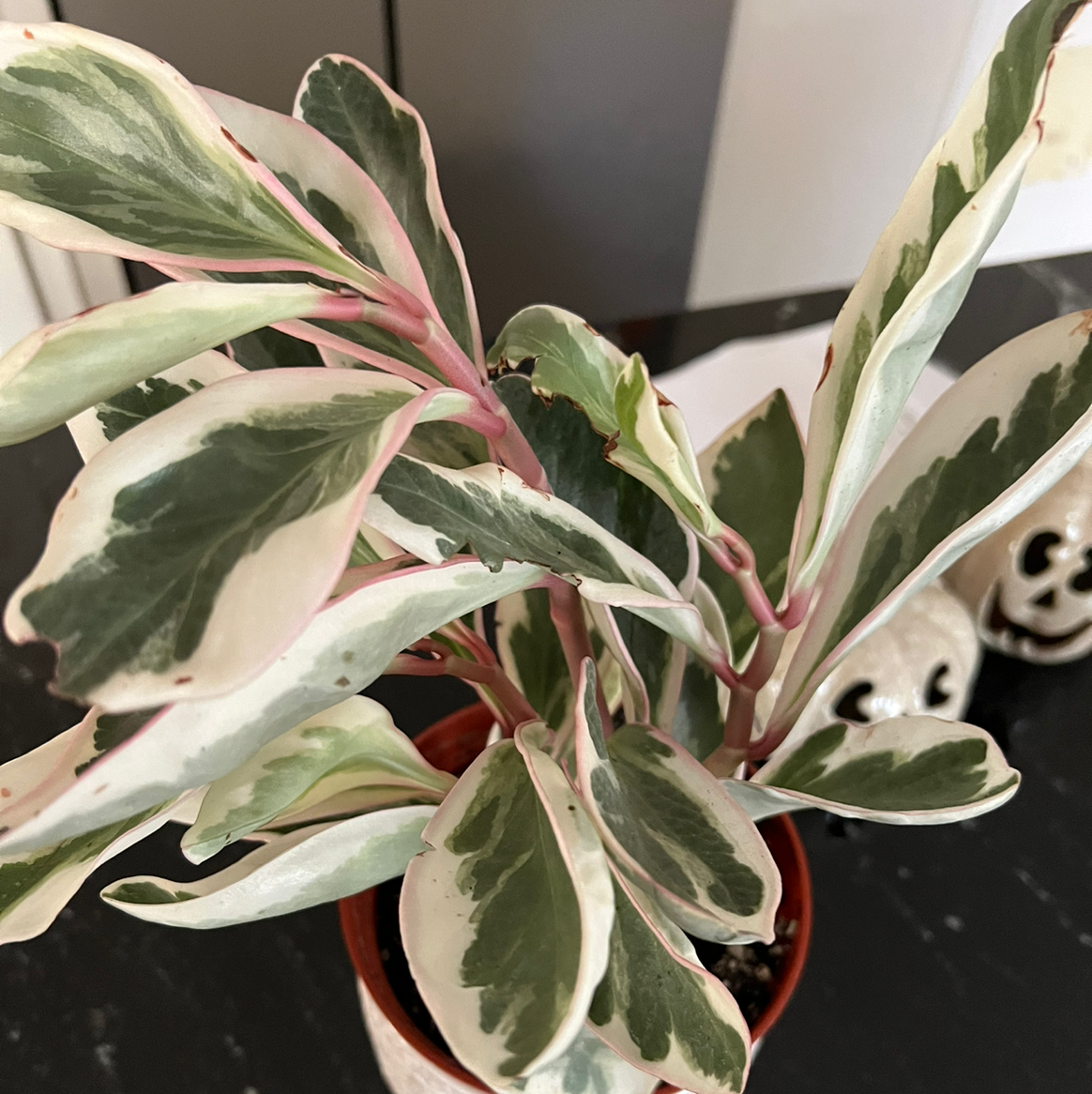 Variegated Jelly Plant with green and white leaves in a pot, partially visible soil.