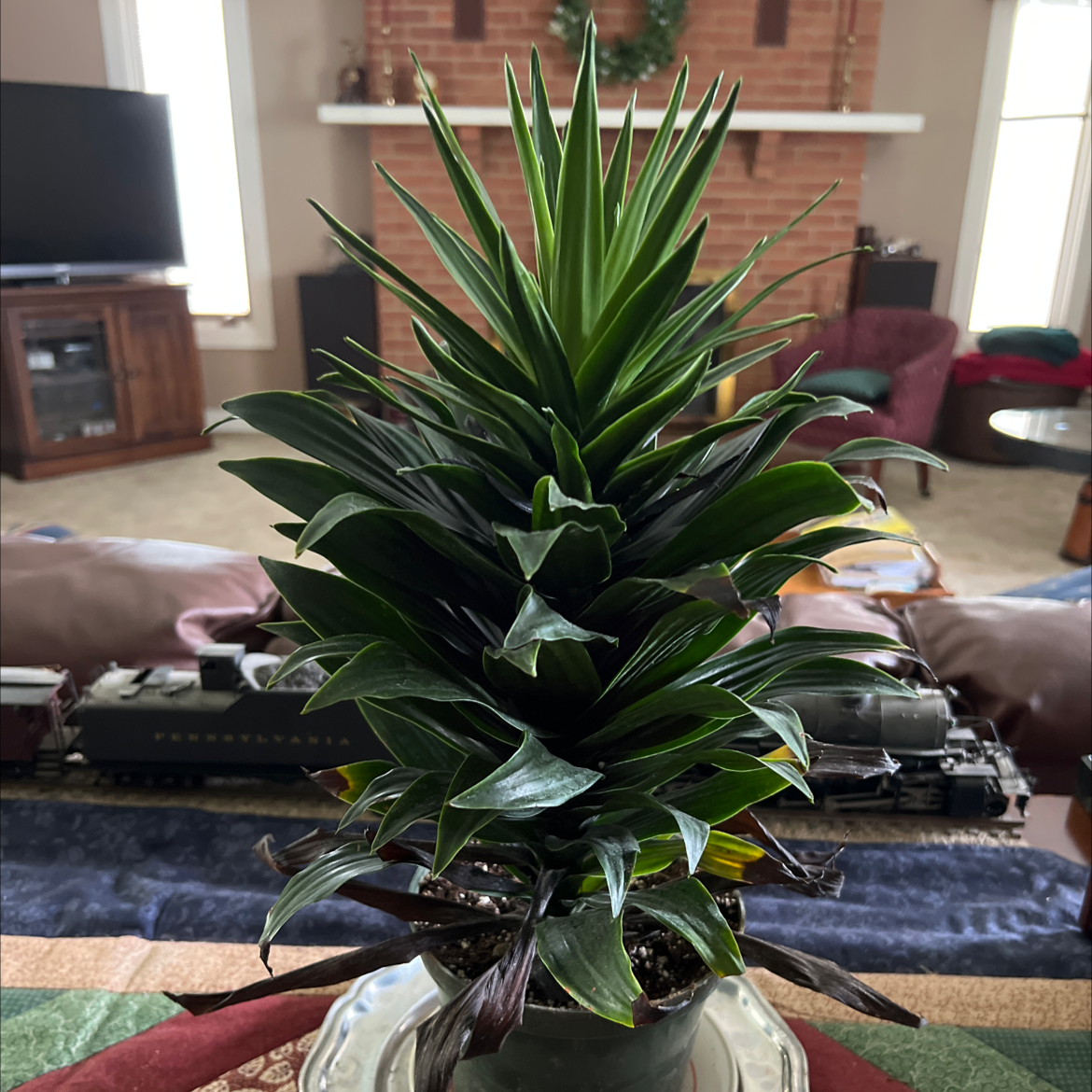Dracaena 'Janet Craig Compacta' plant in a pot with visible soil, well-framed and in focus.