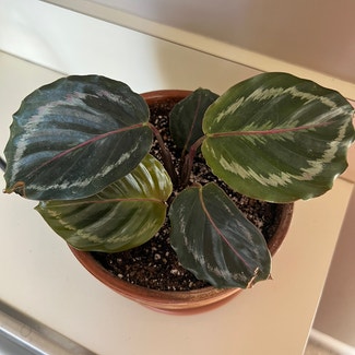 Rose Calathea plant in Catonsville, Maryland
