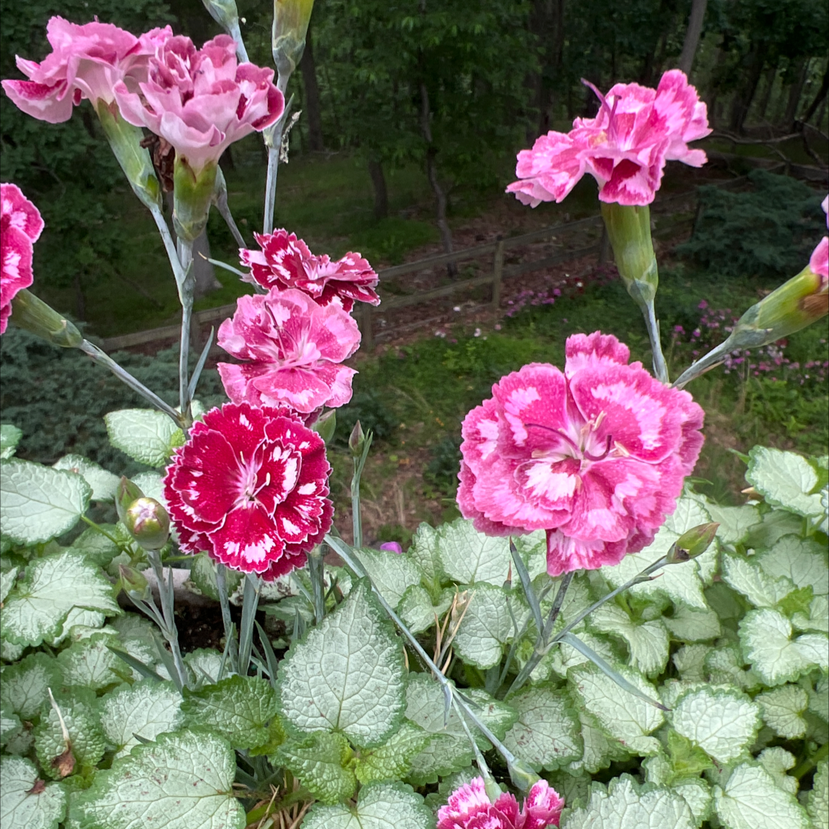Border Carnation plant with vibrant pink flowers and healthy green leaves.