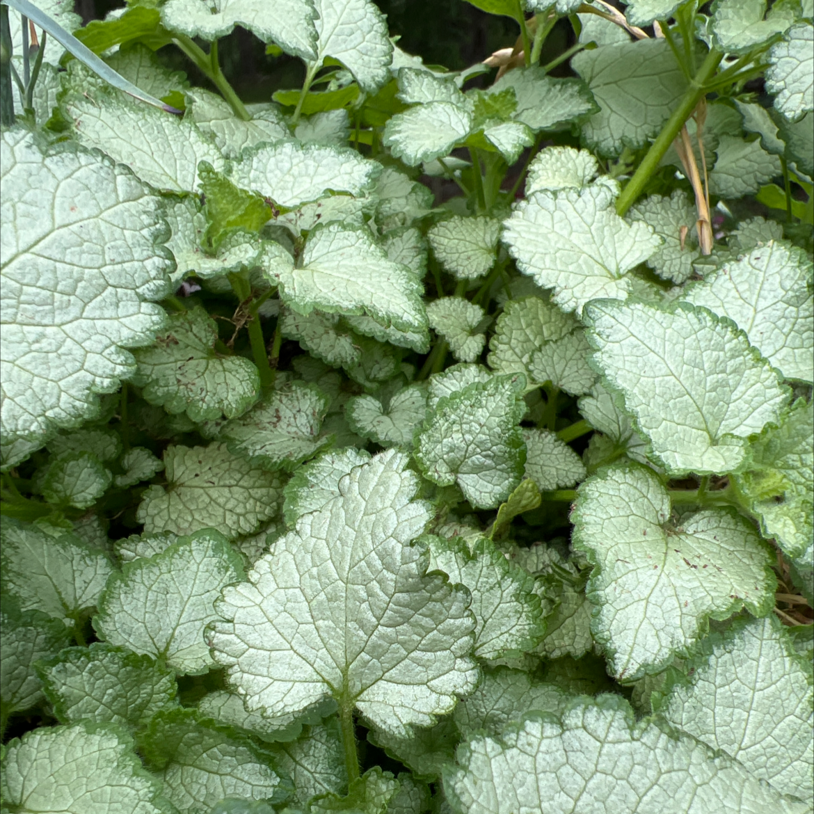 Dense cluster of healthy Spotted Deadnettle leaves.