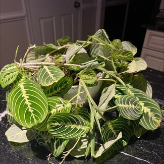Green Prayer Plant plant in Catonsville, Maryland