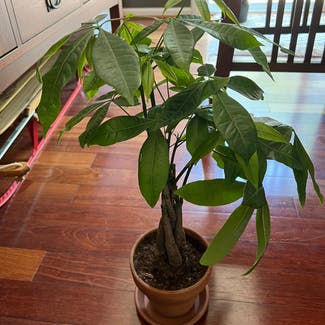 Money Tree plant in Catonsville, Maryland