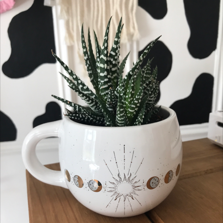 Zebra Plant plant photo by @bethlovesplants named Mollie on Greg, the plant care app.