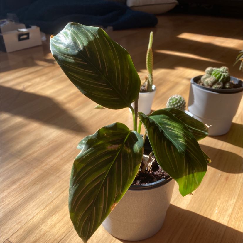 Calathea 'Beauty Star' plant photo by @aliijaegerr named Drama Queen on Greg, the plant care app.