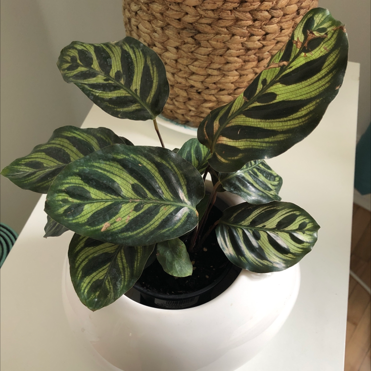 Cathedral Windows plant photo by @shalnya named Calathea makoyana on Greg, the plant care app.