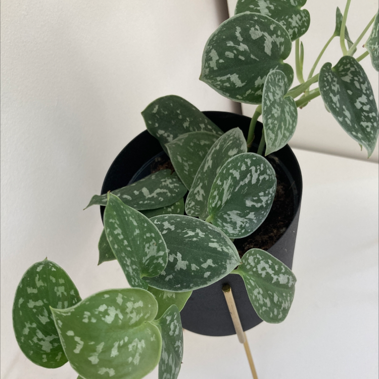 Satin Pothos plant photo by Ellen named Valentina on Greg, the plant care app.