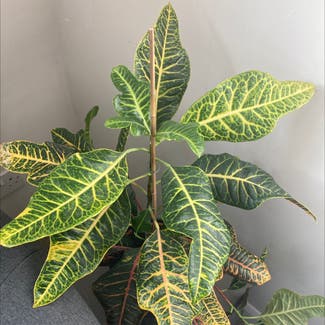 Gold Dust Croton plant in London, England