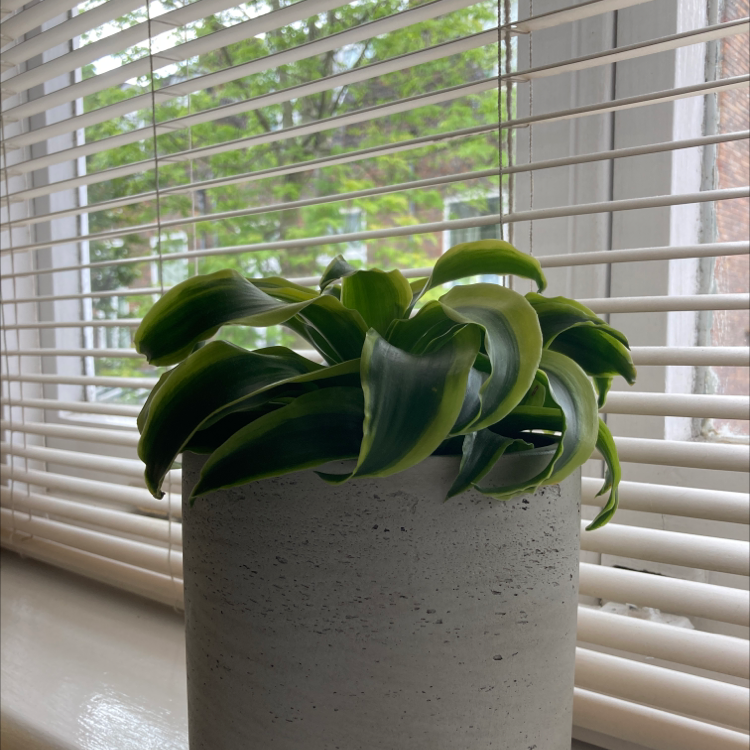 Dracaena 'Tornado' plant in a pot on a windowsill with green leaves.