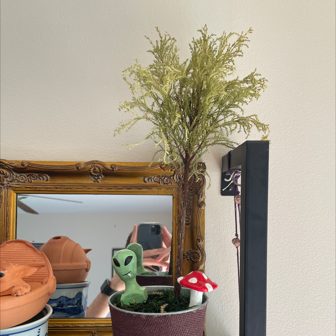 Potted American Juniper plant with decorative items in the background.