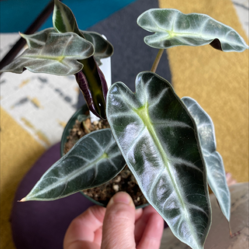 Photo of the plant species Alocasia 'Bambino' by @Erkirk1 named Miraflora on Greg, the plant care app