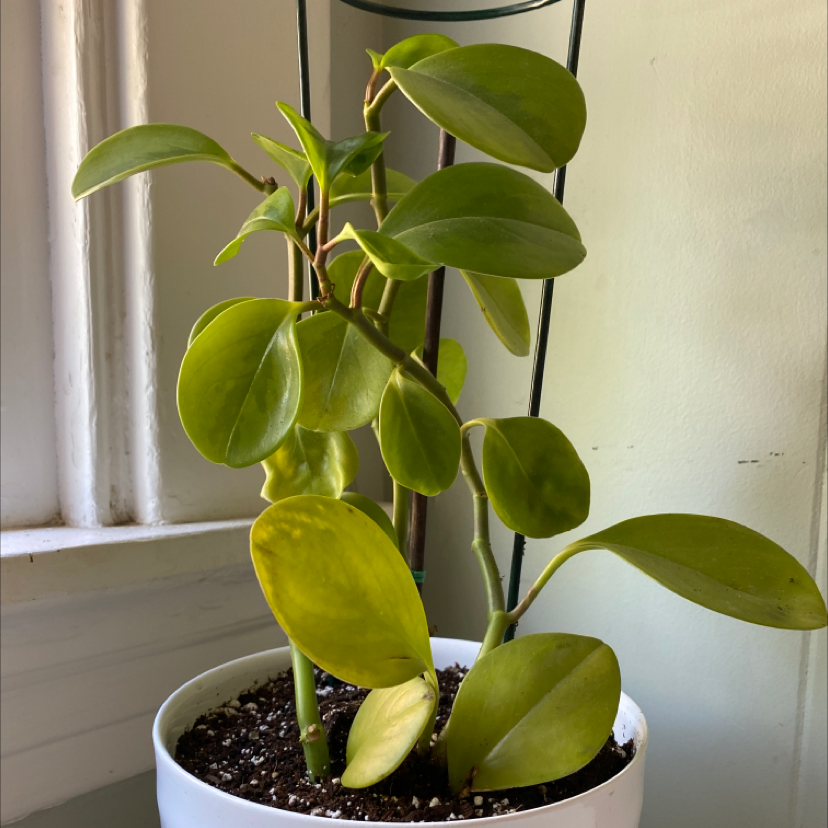 Potted Autograph Tree with healthy green leaves and slight yellowing. Soil is visible.