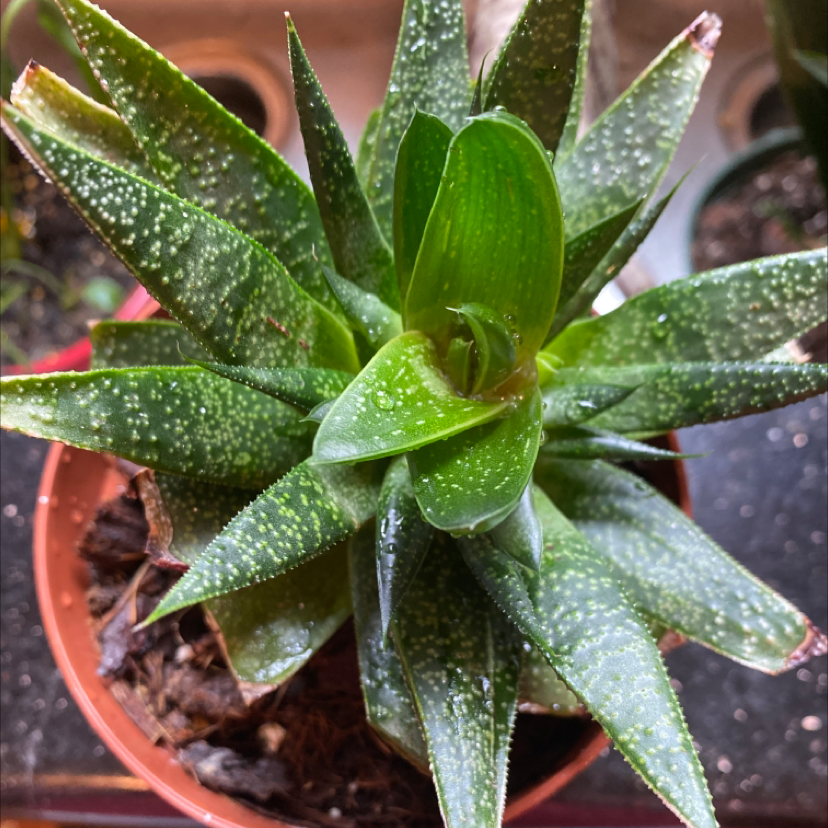 Gasteraloe 'Flow' plant in a pot with vibrant green leaves and white speckles.