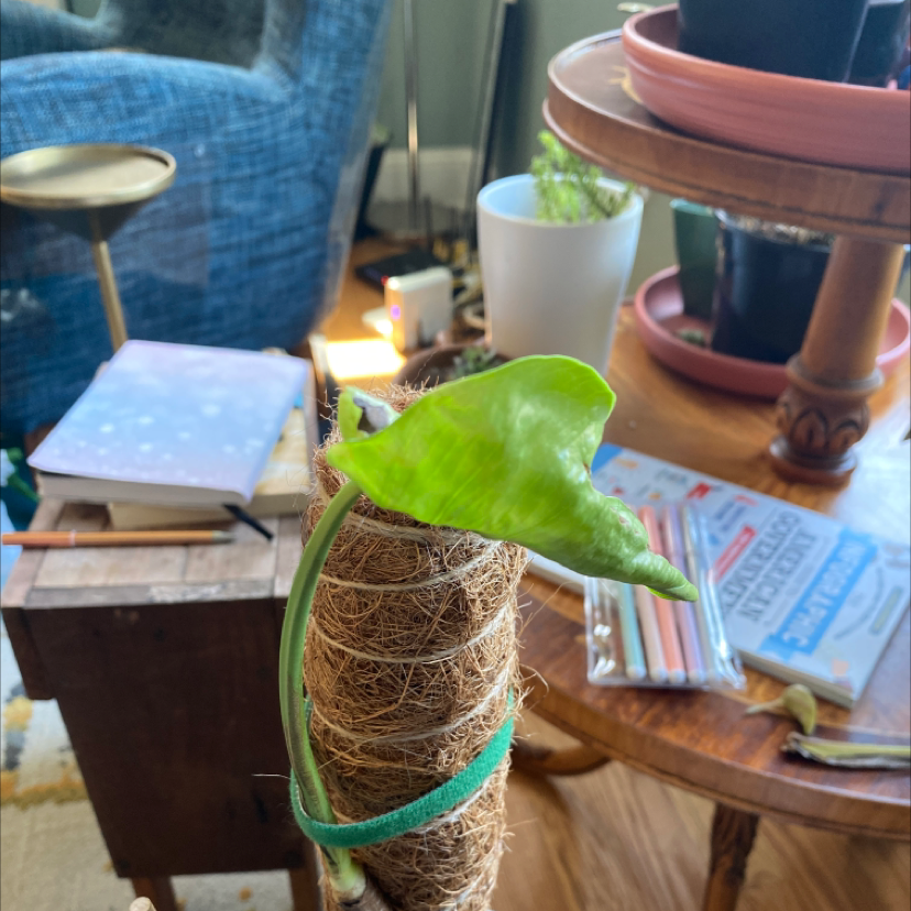 Young Silver Monstera plant with a single green leaf supported by a coir pole indoors.