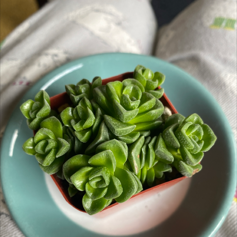 Healthy Jade Necklace succulent in a small pot on a plate.