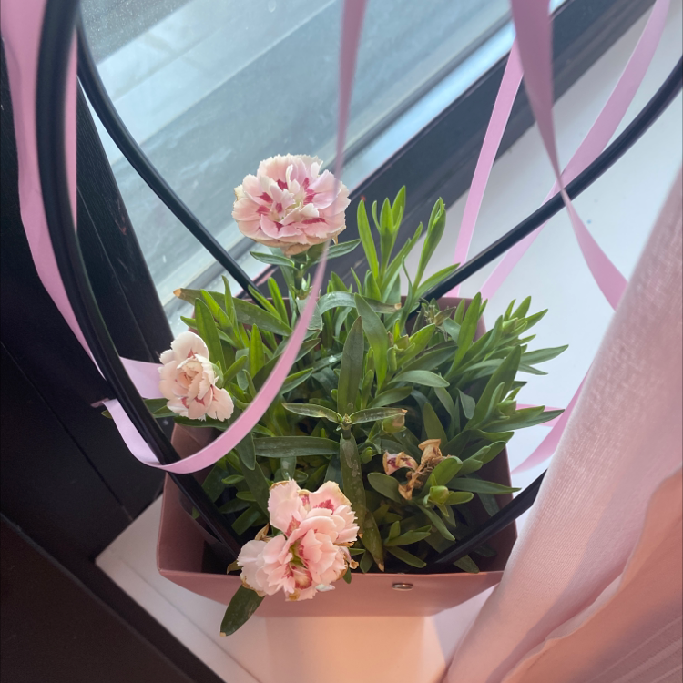 Border Carnation plant with blooming flowers in a pot, some leaves show browning.