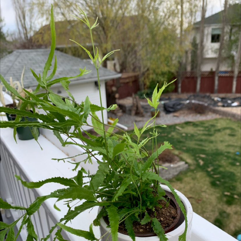 Photo of the plant species Variegated Brake Fern by @jessicafalkenberg named Fernilicious on Greg, the plant care app