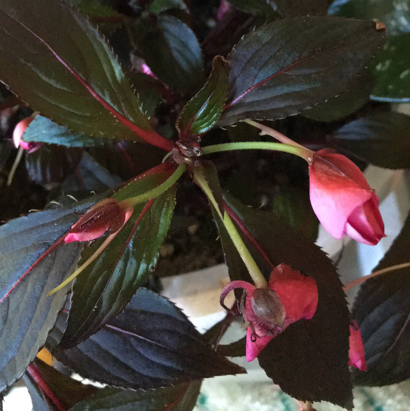 Photo of the plant species New Guinea Impatiens by @Claire98 named Elina on Greg, the plant care app