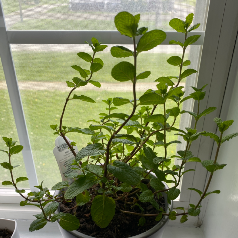 Healthy Apple Mint plant in a pot on a windowsill with vibrant green leaves.