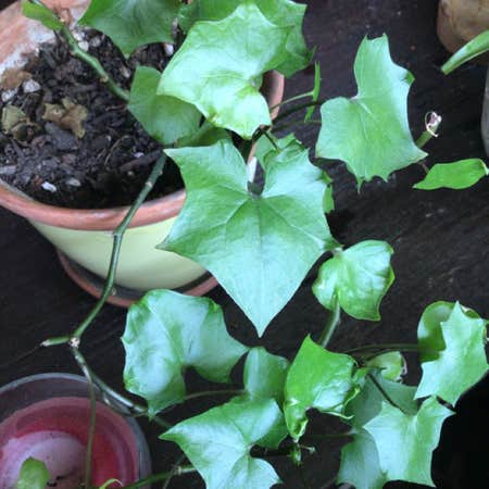 Photo of the plant species Cape Ivy by @elevatedtrash named Mayeso on Greg, the plant care app