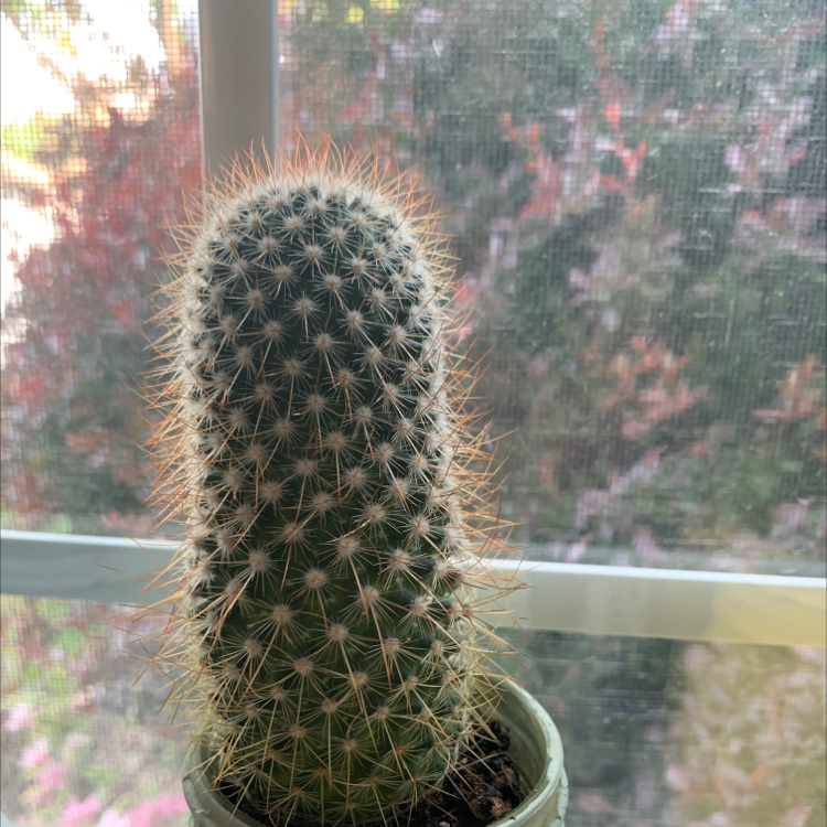 Correll's Hedgehog Cactus in a pot near a window, appears healthy.