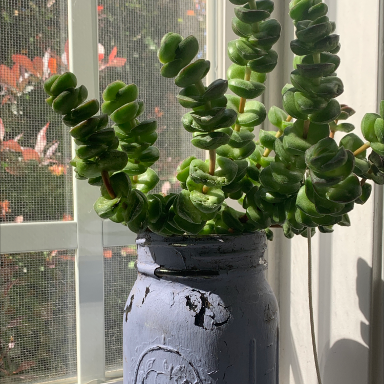 Photo of the plant species Jade Necklace by @kamtheham named John on Greg, the plant care app