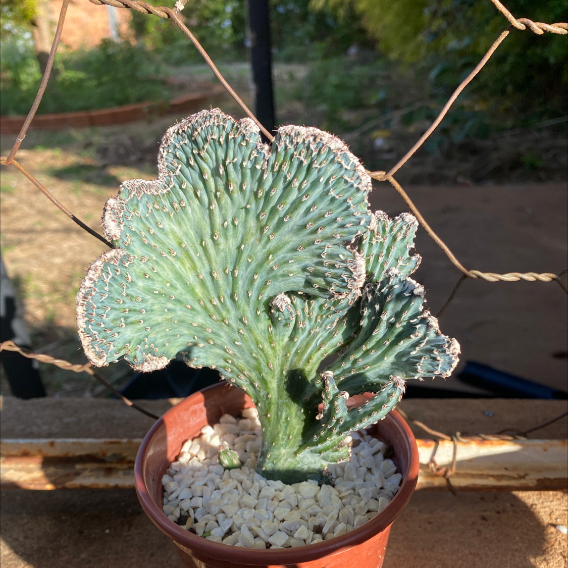 Photo of the plant species Cleistocactus strausii by Fernanda named Cleiton on Greg, the plant care app