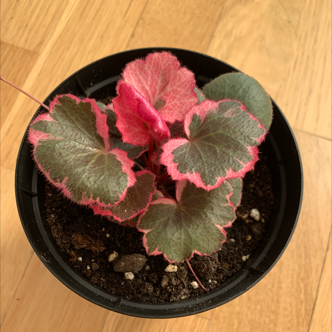 Strawberry Begonia plant in a black pot with green leaves and pink edges.