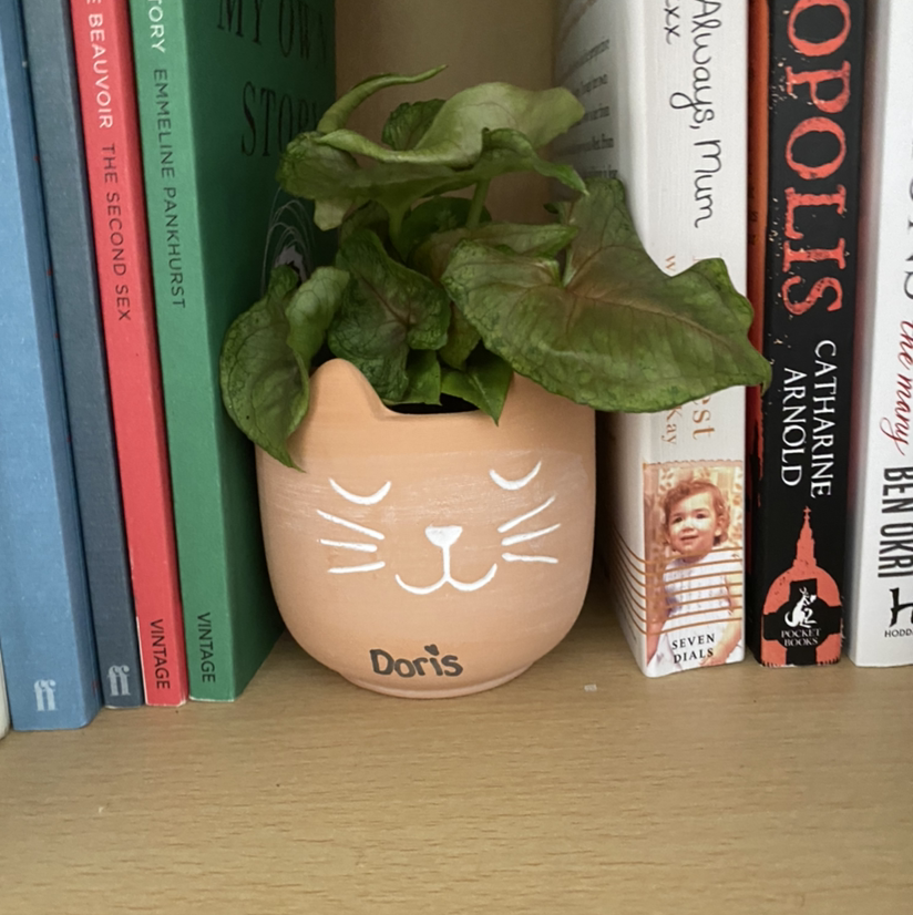 Photo of the plant species Syngonium 'Berry' by Chantelle named Doris on Greg, the plant care app
