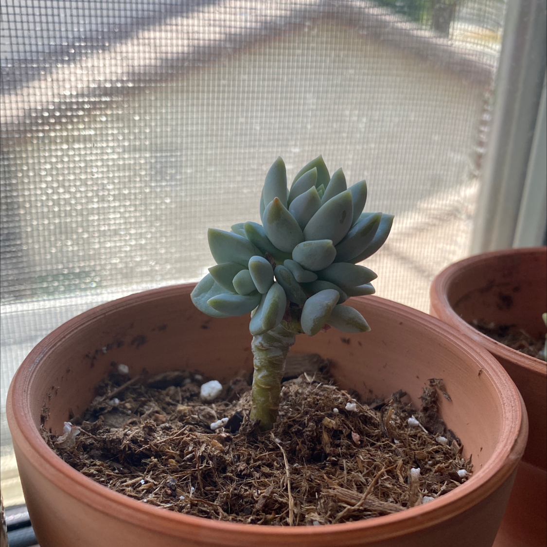 Photo of the plant species Pachyphytum werdermannii by @Barrybenson112 named Beans on Greg, the plant care app