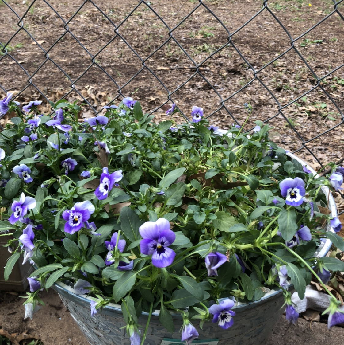 Photo of the plant species Wild Pansy by @Ambi named Alice on Greg, the plant care app