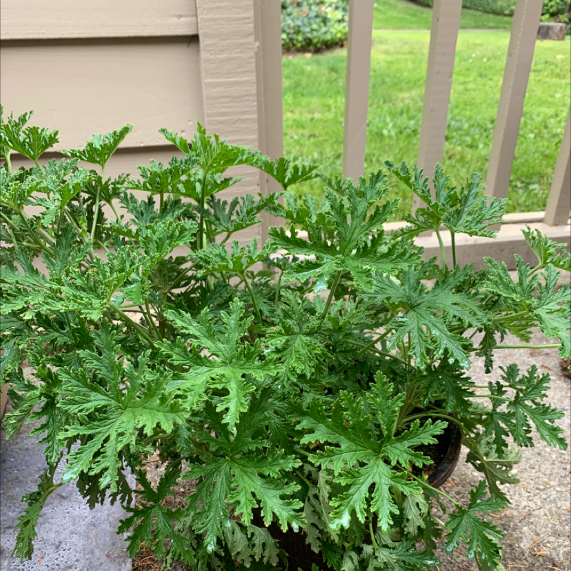 Healthy Sweet Scented Geranium plant with lush green foliage on a patio.