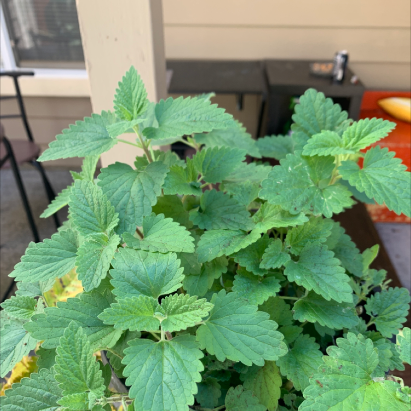 Photo of the plant species Catnip by @Allison named Catnip on Greg, the plant care app