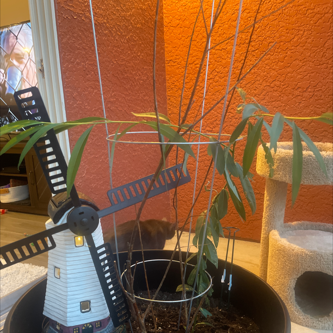 Corkscrew Willow plant in a pot with a decorative windmill, healthy green leaves, and visible soil.