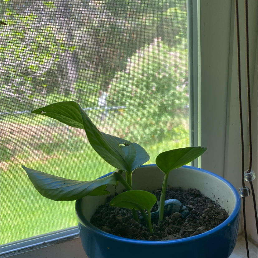 Taro Vine plant photo by @Freya_plants11 named Harry on Greg, the plant care app.