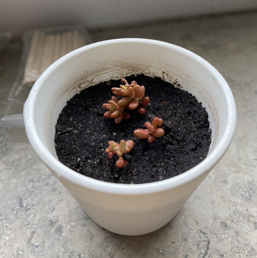 Small White Stonecrop succulent in a white pot with dark soil, showing reddish fleshy leaves.