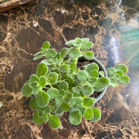 Photo of the plant species Plectranthus caninus by @Salad_cat named Sage on Greg, the plant care app