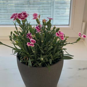 Carnation plant photo by @Irinadurlea named Lorelai on Greg, the plant care app.