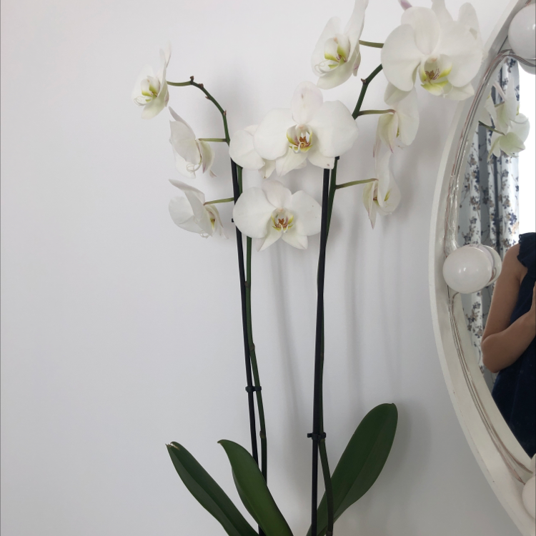 Photo of the plant species Black Velvet Jewel Orchid by @Irinadurlea named Khaleesi on Greg, the plant care app