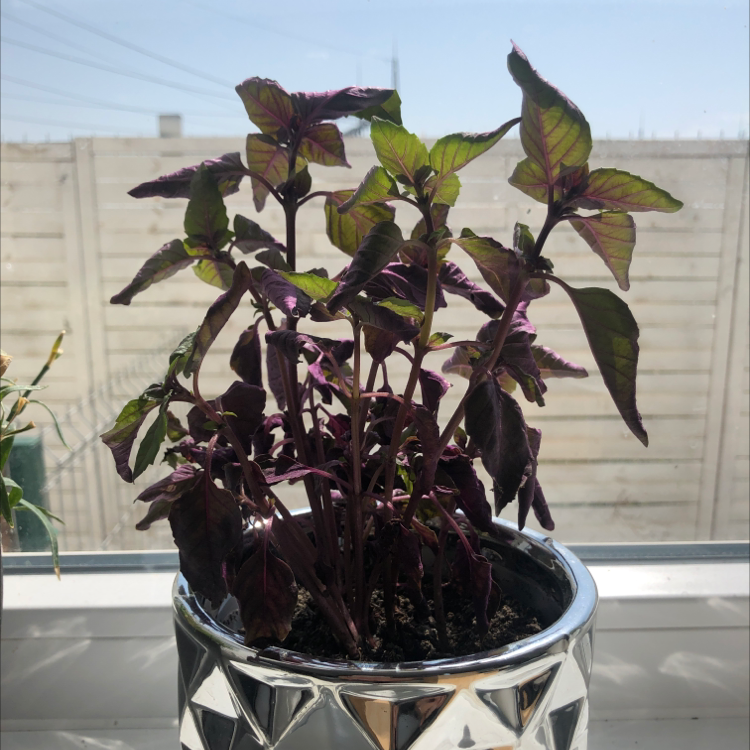 Photo of the plant species Basil Purple Ruffles by @Irinadurlea named Orlando on Greg, the plant care app