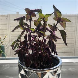 Basil Purple Ruffles plant